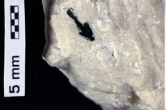 Foto (Detailansicht) von Decapoda indet. (NHMW-GEO-1990-0041-0435)